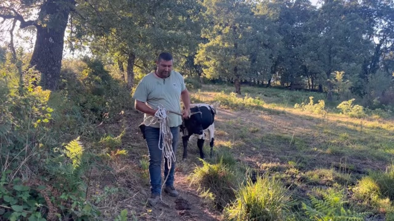Llevando las vacas a los corrales para coger a Serafin
