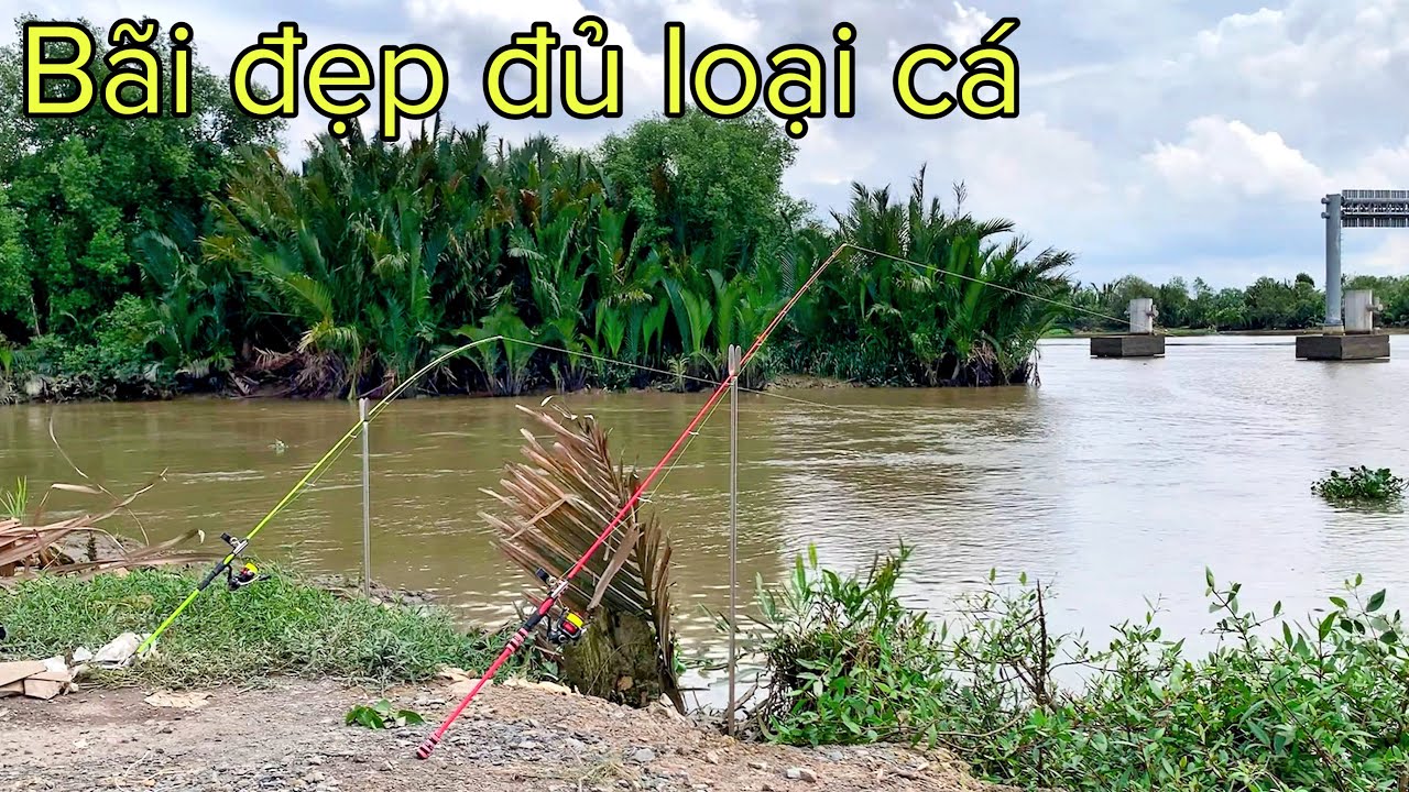 ✅ Câu cá Sông Sài Gòn 50k 12 tiếng bằng cám tổng hợp DF | DUY FISHING
