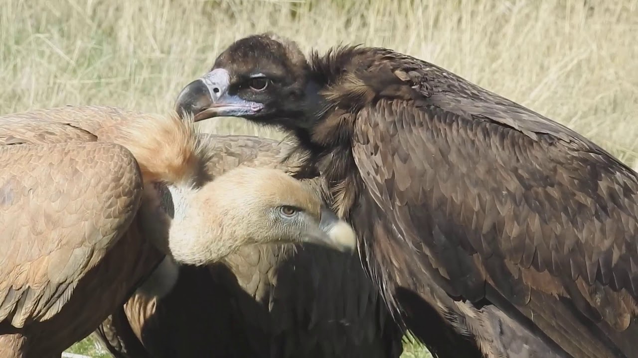 BUITRE NEGRO ACICALA A UN BUITRE LEONADO