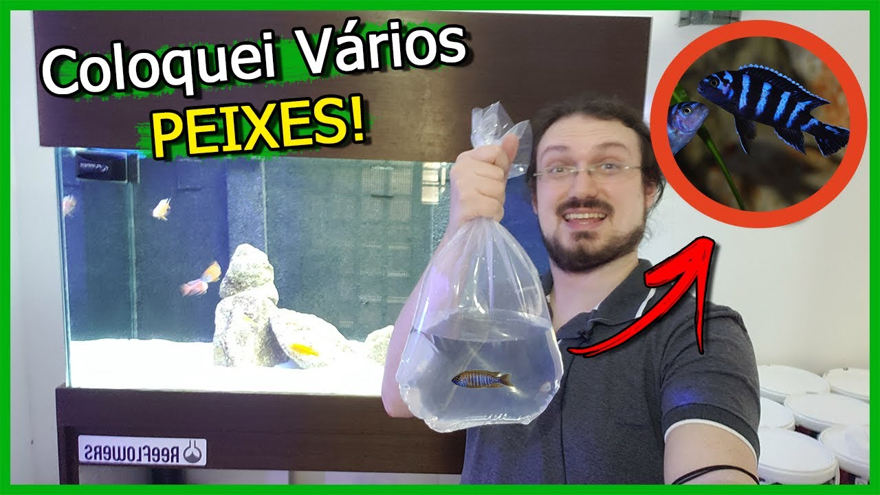 Coloquei VÁRIOS Peixes AFRICANOS no Aquário de 300 litros!