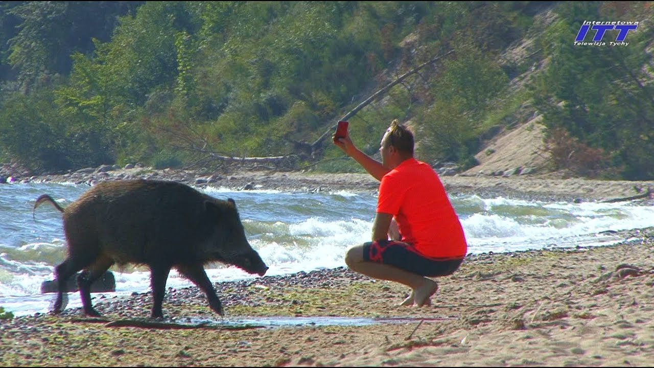 Dzik na plaży; Mechelinki k. Gdyni - zaskakujące i ryzykowne reakcje ludzi; można się uśmiać  xD