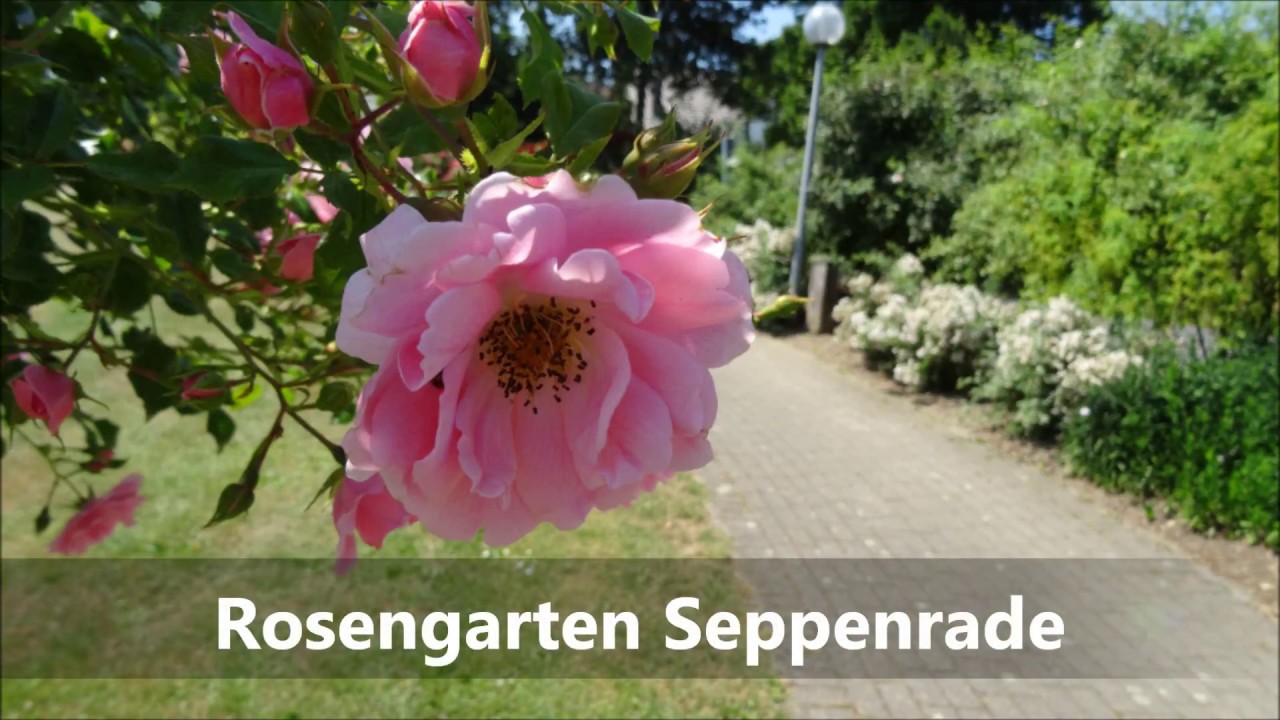 Rosengarten Seppenrade