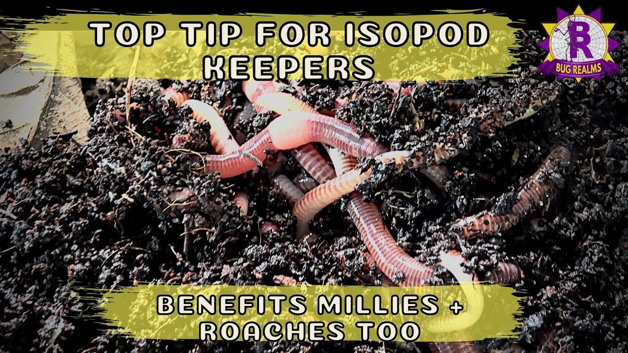 ALL ISOPOD Keepers should do this AT HOME! - Worms!??