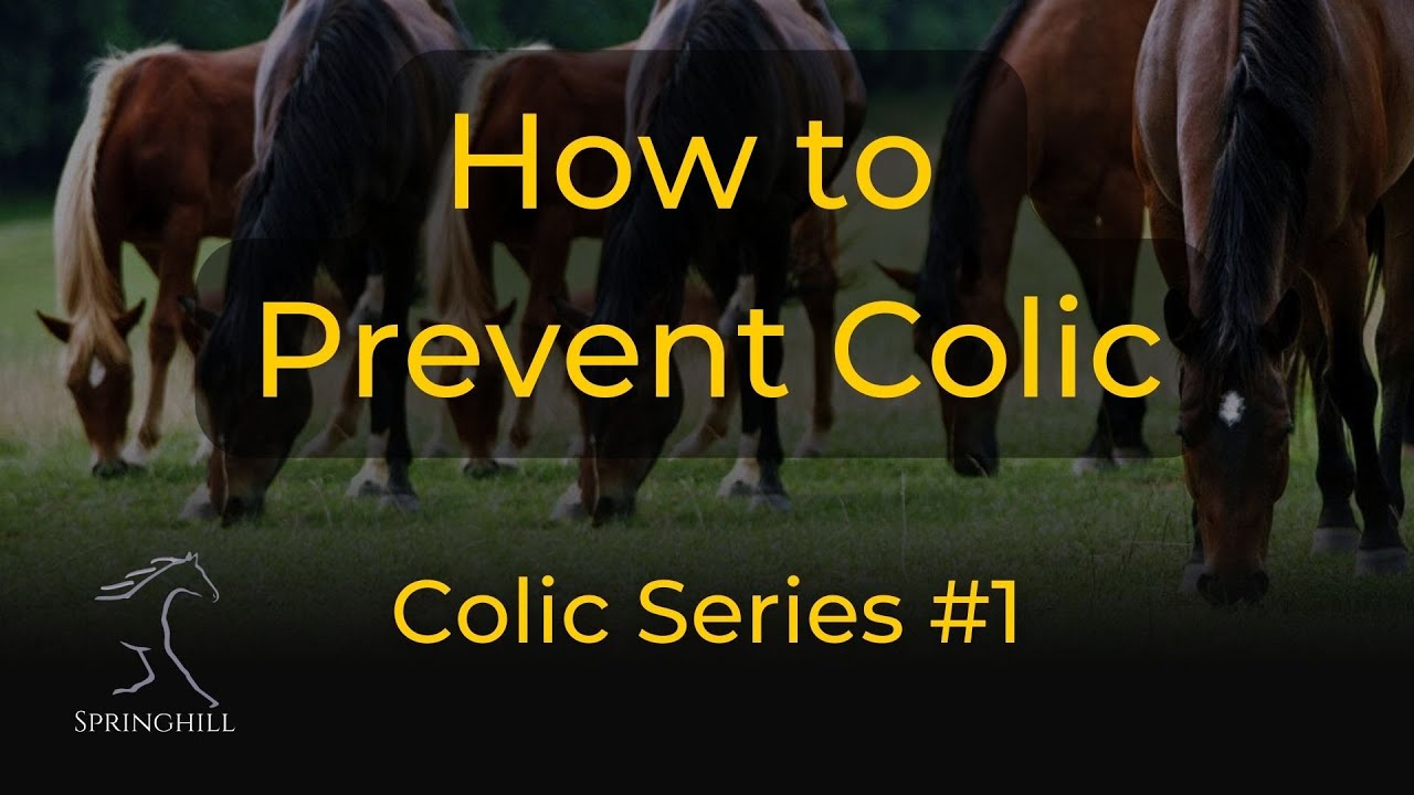 How to Prevent Colic: Colic Series #1