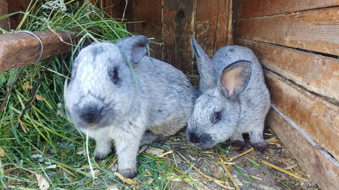Наші кролі  // КРОЛІВНИЦТВО ДЛЯ ПОЧАТКІВЦІВ .
