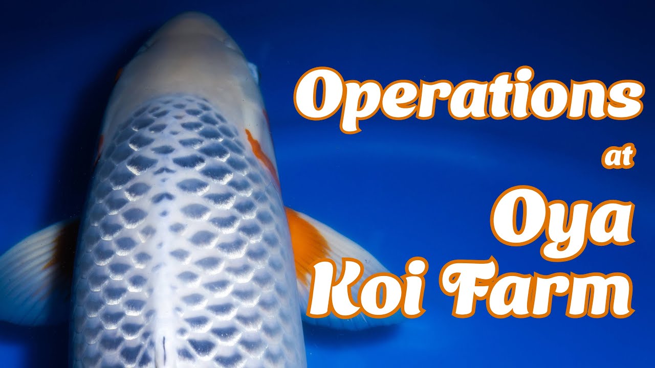 Oya Koi Farm Greenhouse Tour: Making Tosai