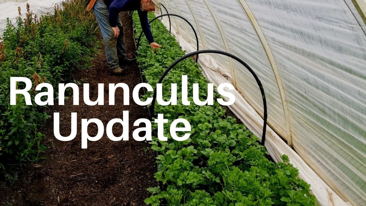 Ranunculus Update & New Methods