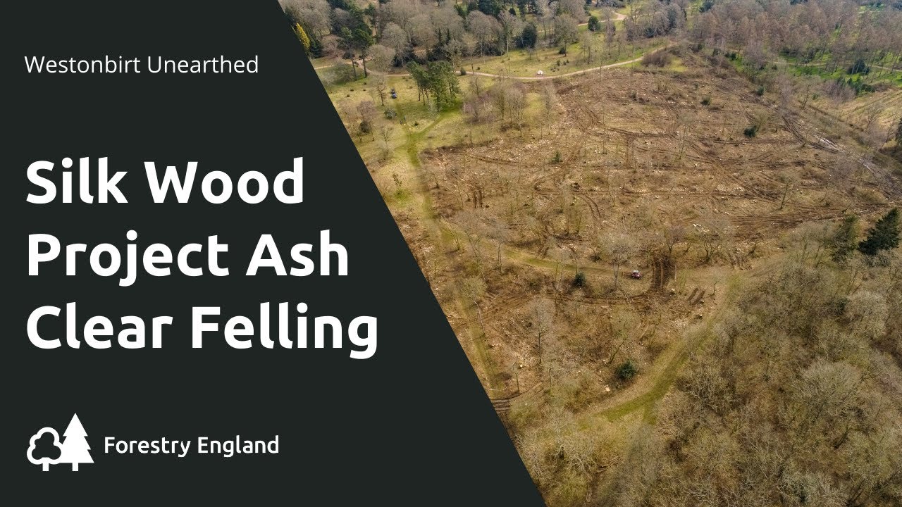 Silk Wood Project - Ash Clear Felling