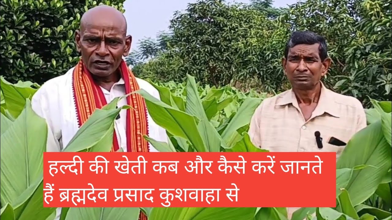 Ep-337 : हल्दी की खेती कब और कैसे करें#farming
