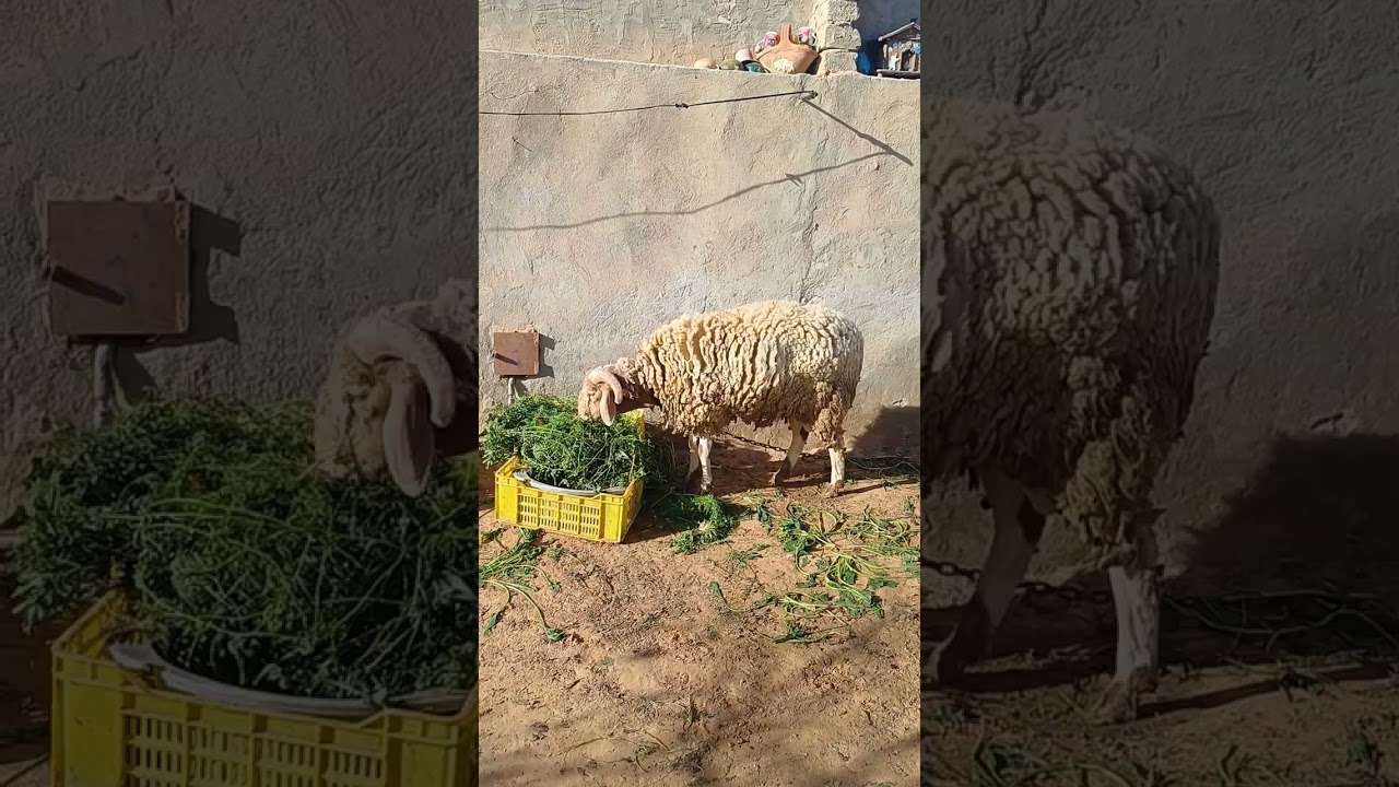 كبش أقرن