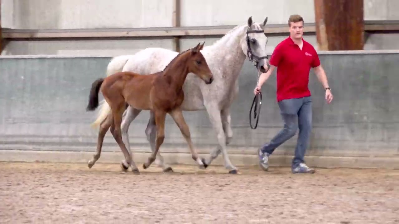 Castor vh Voorde Veldeken (Mosito van het Hellehof x Harley VDL)