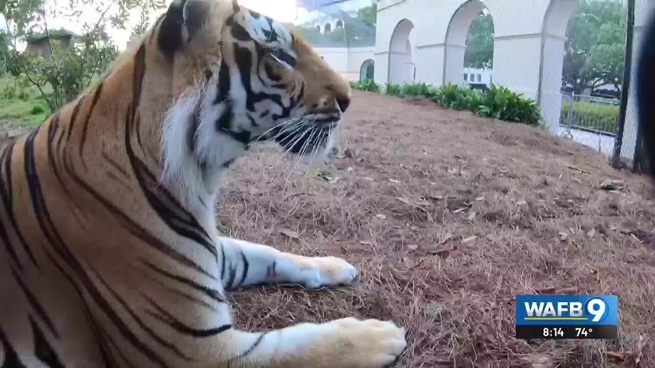 Meet the people who take care of LSU's Mike the Tiger