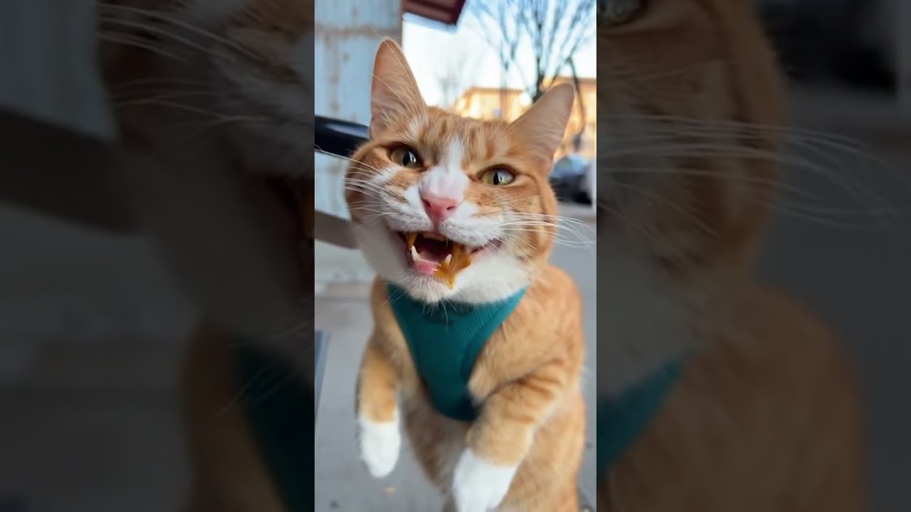 Cat&rsquo;s First Coffee Experience ☕🐱 #cat #animallife #funnyanimals