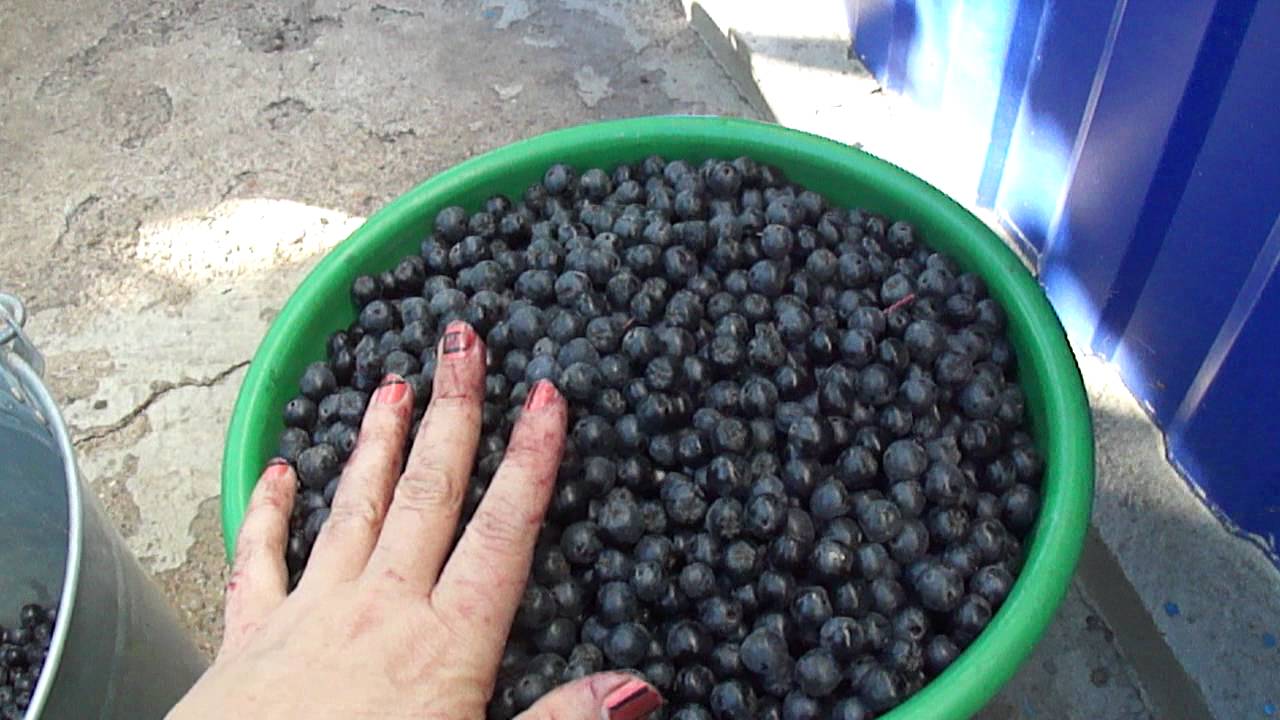 Урожай черноплодной рябины! Harvest Aronia!Vintage chokeberry!