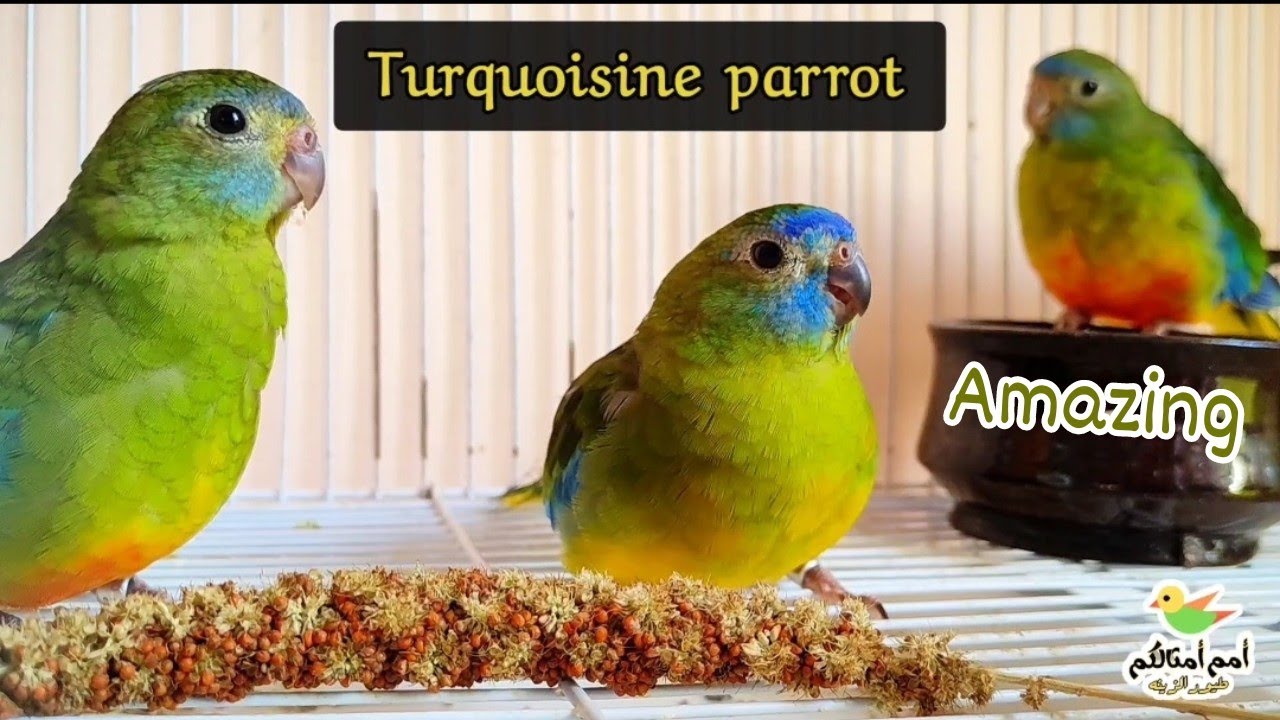 species of neophema birds