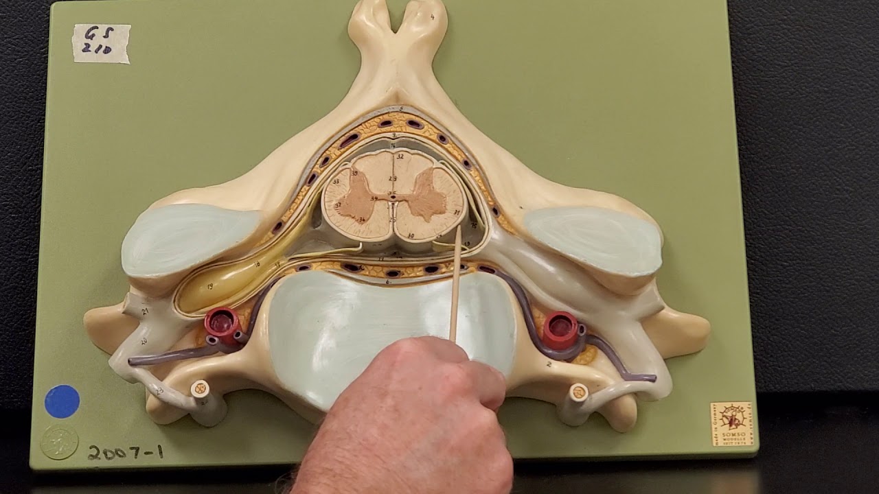 Professor Long 2401 Lab Spinal Cord Anatomy