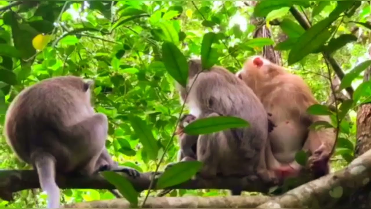 Baby monkey and Mommy Monkey 