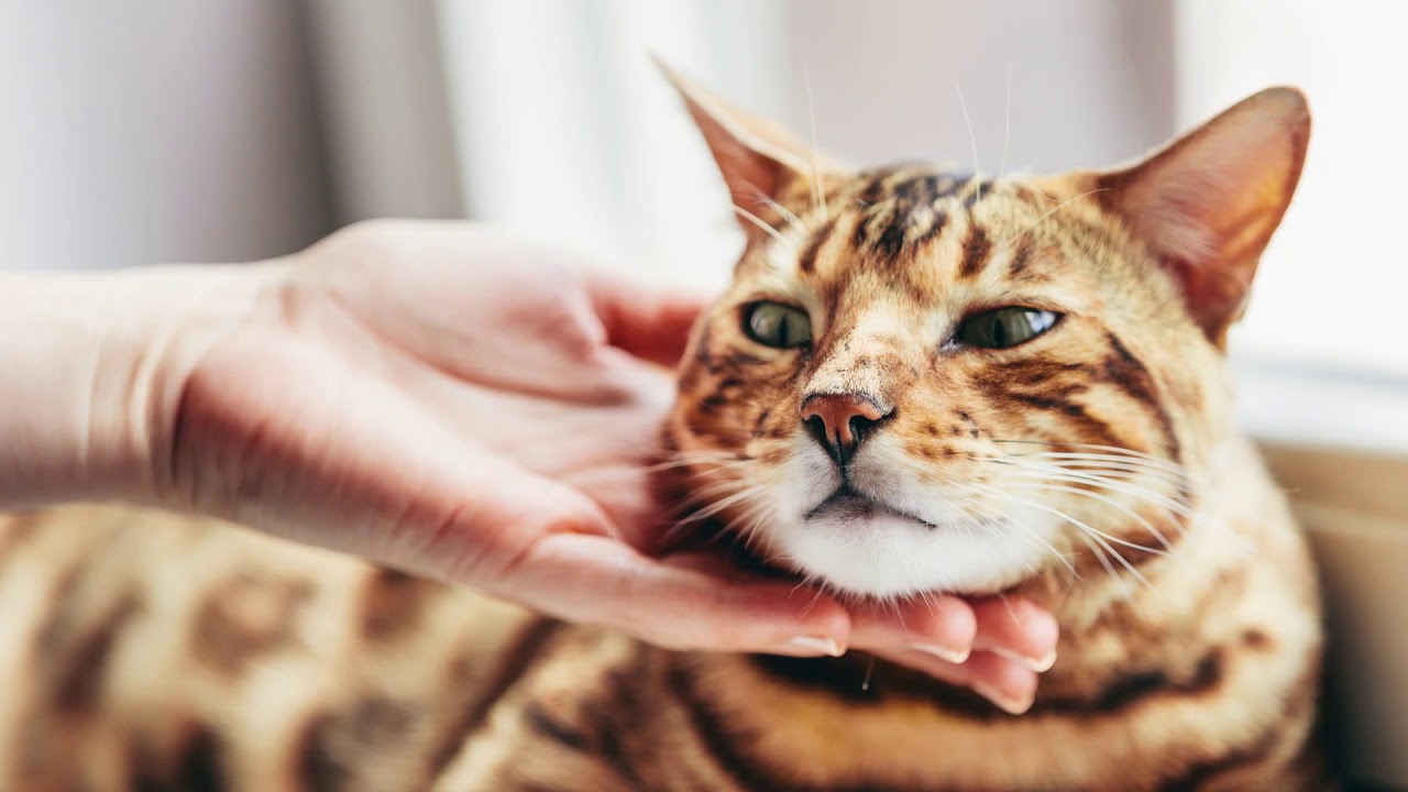 LA RAZA DE GATO BENGALI O GATO DE BENGALA, TODO LO QUE DEBES SABER SOBRE LA RAZA.
