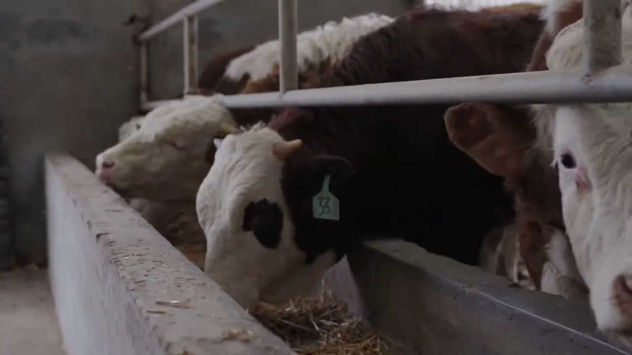 Tired of Barn Chaos?  Everun Compact Wheel Loader🚜 in Action！