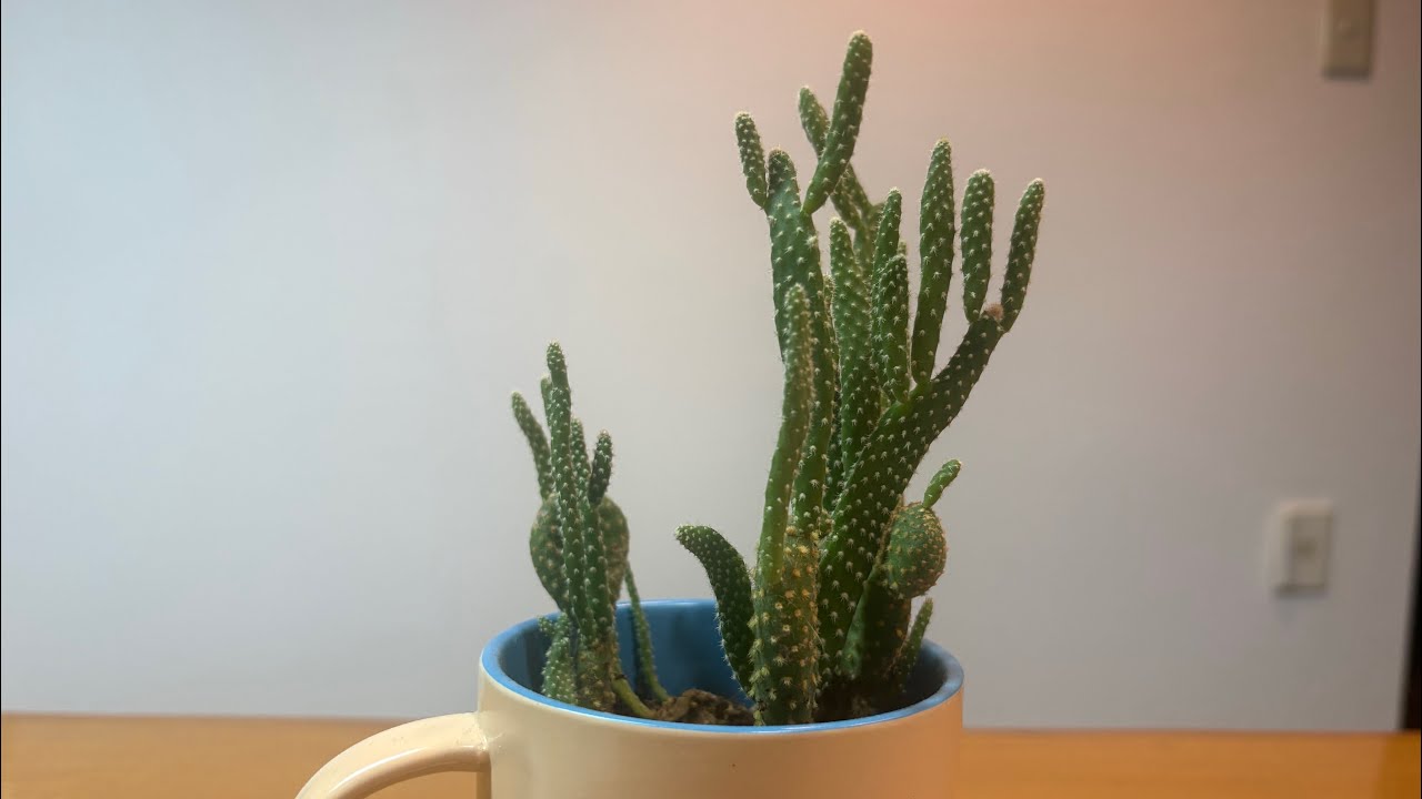 【坊主クッキング】フライパン捌きモテそうランキング1位 坊主デイズ