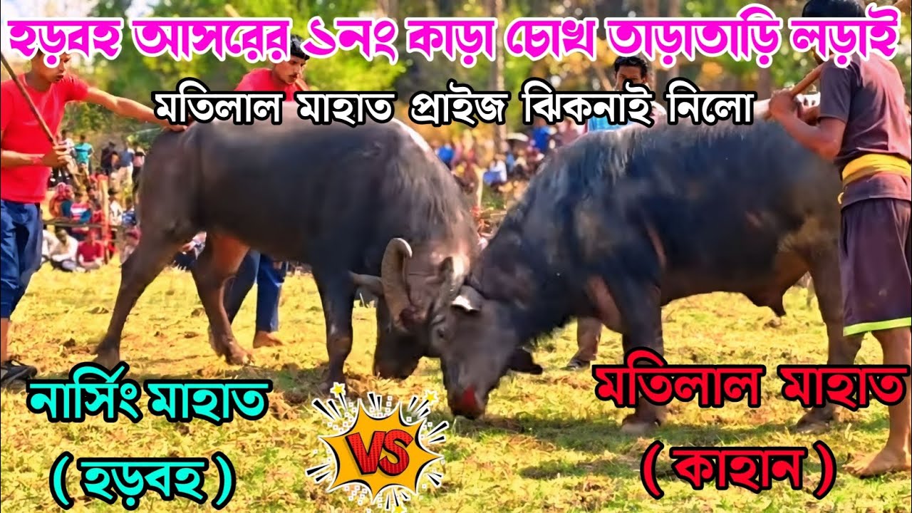 হড়বহ আসরের ১নং কাড়ার লড়াই |Harabaha Kara Lorai | Purulia Kara Larai 2026 | Ajke Kara Larai |