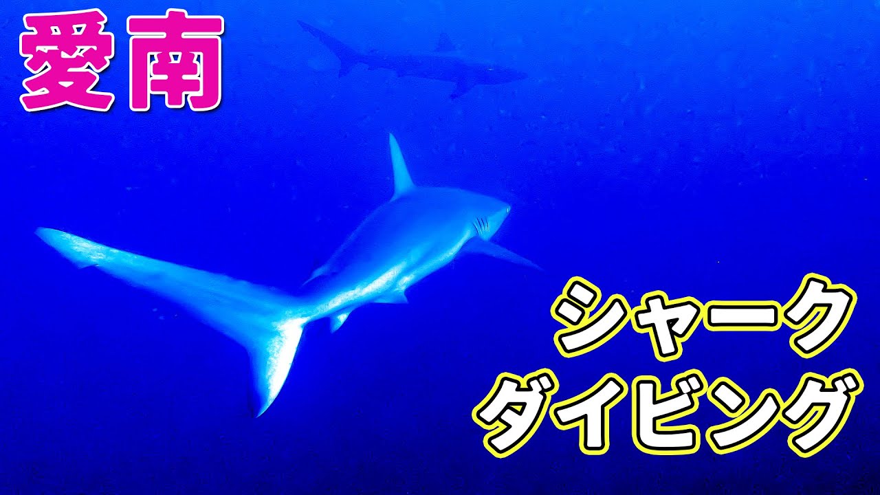 ワイド派必見！愛南でドリフト・シャークダイビング