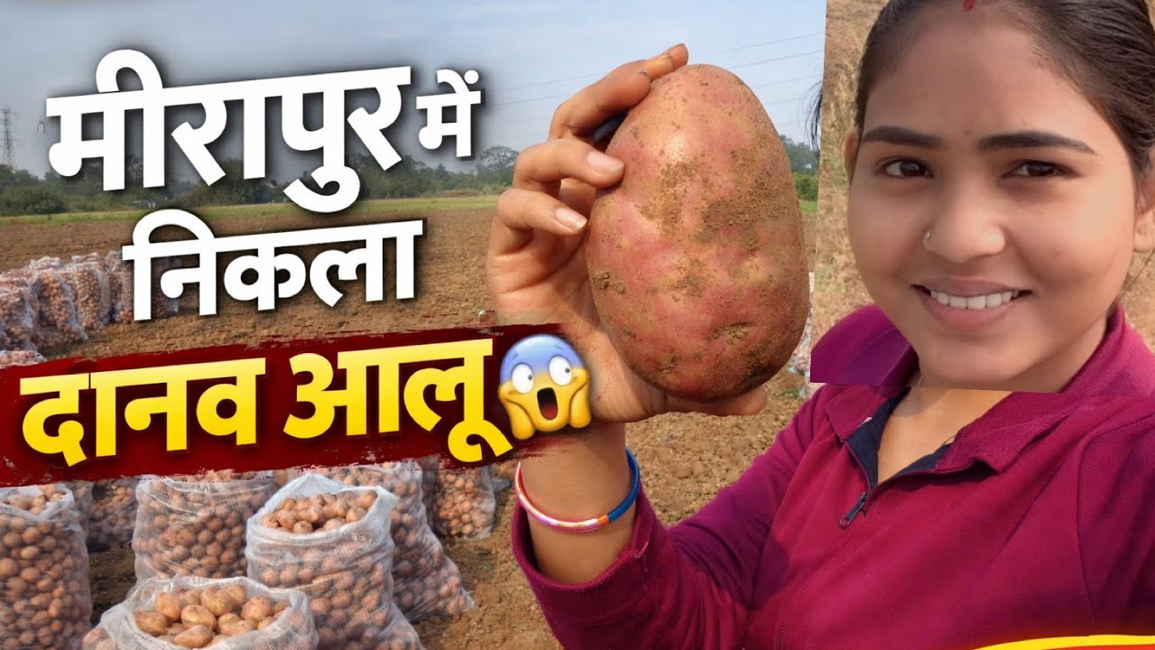 आज हम गए थे मीरापुर वाली वाड़ी देखने 🌾#farming ##content #support #vlogger#vlogging#creator 