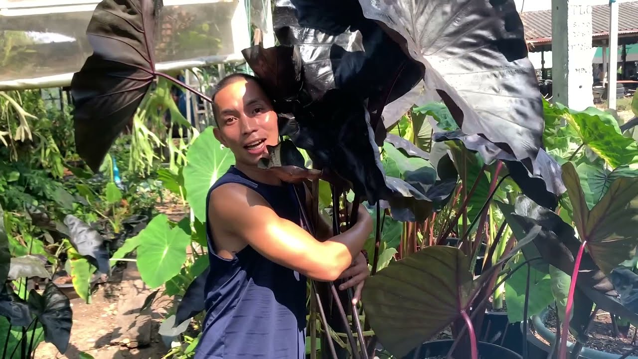 แนะนำต้นไม้กลุ่ม colocasia  สวนข้างบ้านฉัน ep 148