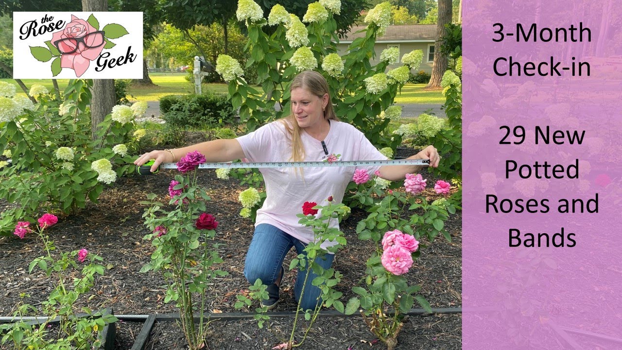 🌹 3-Month Potted Rose Review on 29 Bands & 1-2 Gallon Pots (Performance Check-in)