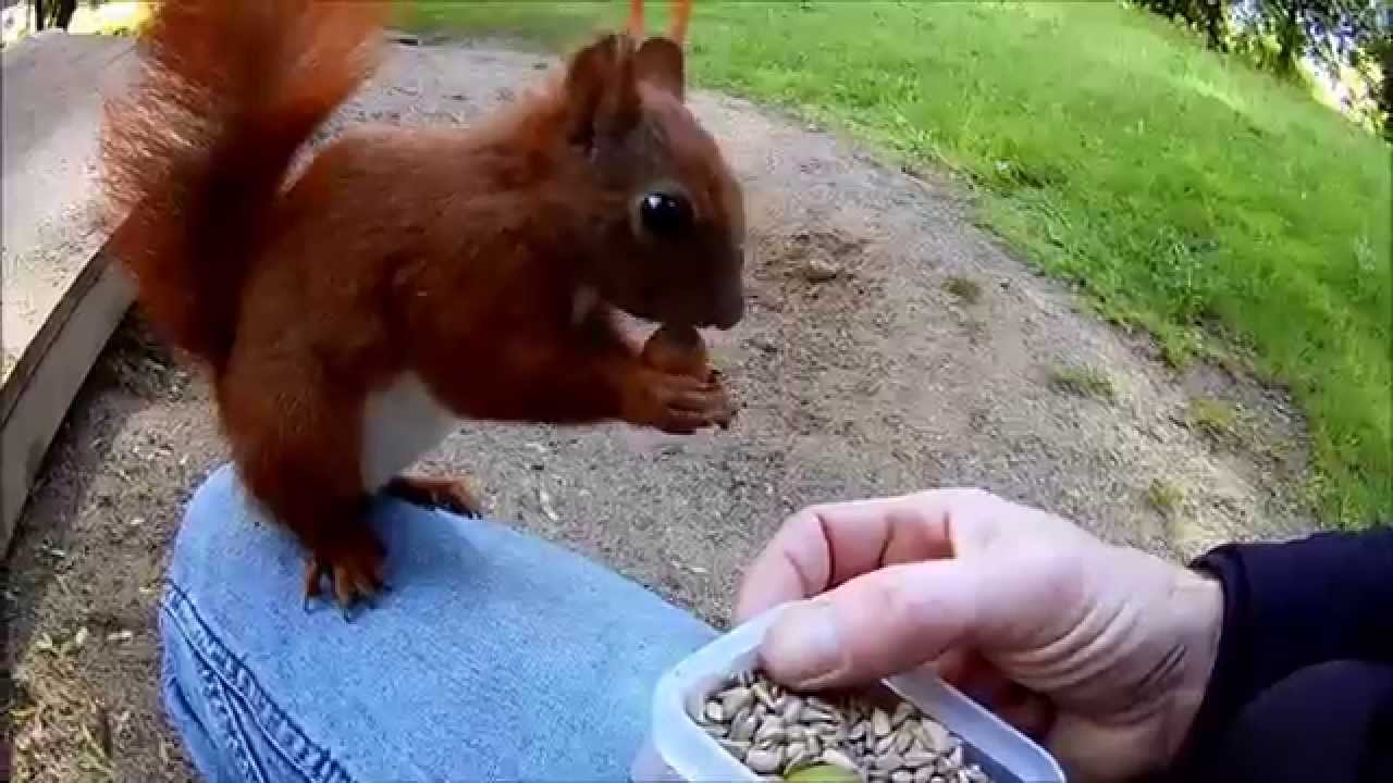 Eichhörnchen zum Sommeranfang: Üben, üben, üben!