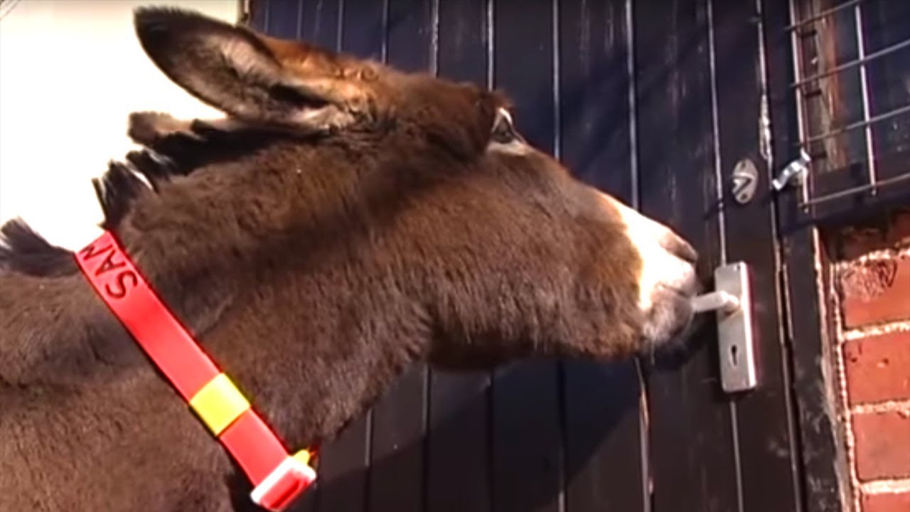 Donkey Escape Artist | Clever Critters | BBC Earth