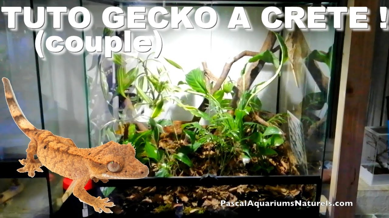 deux gecko à crête ensemble (tuto débutants terrarium) - Pascal Aquariums Naturels