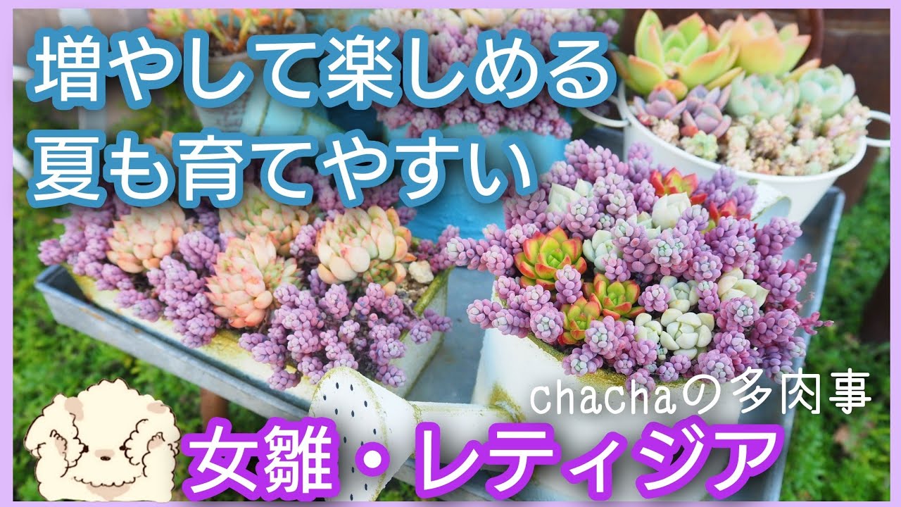 【多肉植物】夏も育てやすい女雛・レティジア🌱✨寄せ植え・群生・丼🌱増やして楽しめる🎶