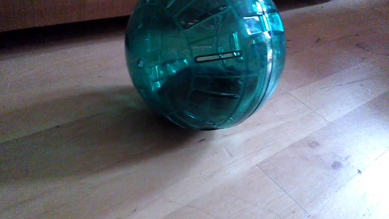 Bieganie Plagga w kulce ;)