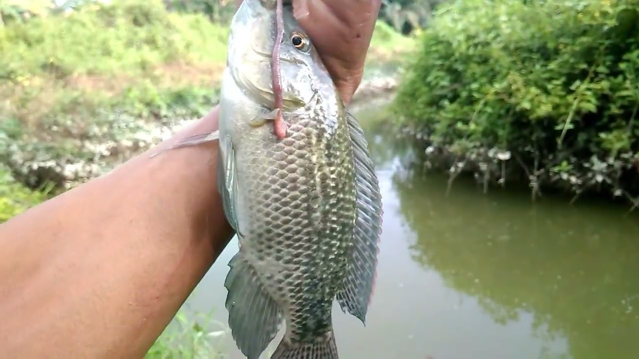 Mancing nila pakai umpan cacing dan begini cara pasangnya!!!!