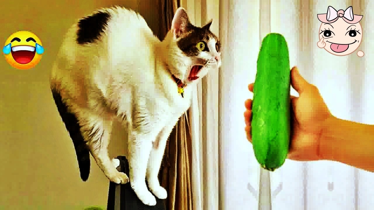 Try Not To Laugh 👩‍🦰 Funniest Cats & Dogs 😻 Funny Animals