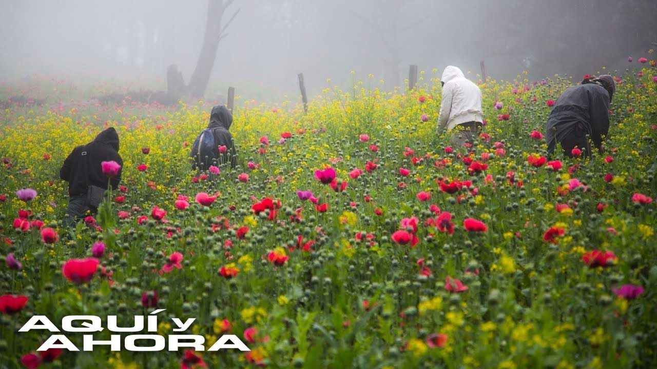 Grandes cultivos en la sierra mexicana ponen en evidencia el negocio que controla el crimen organiza