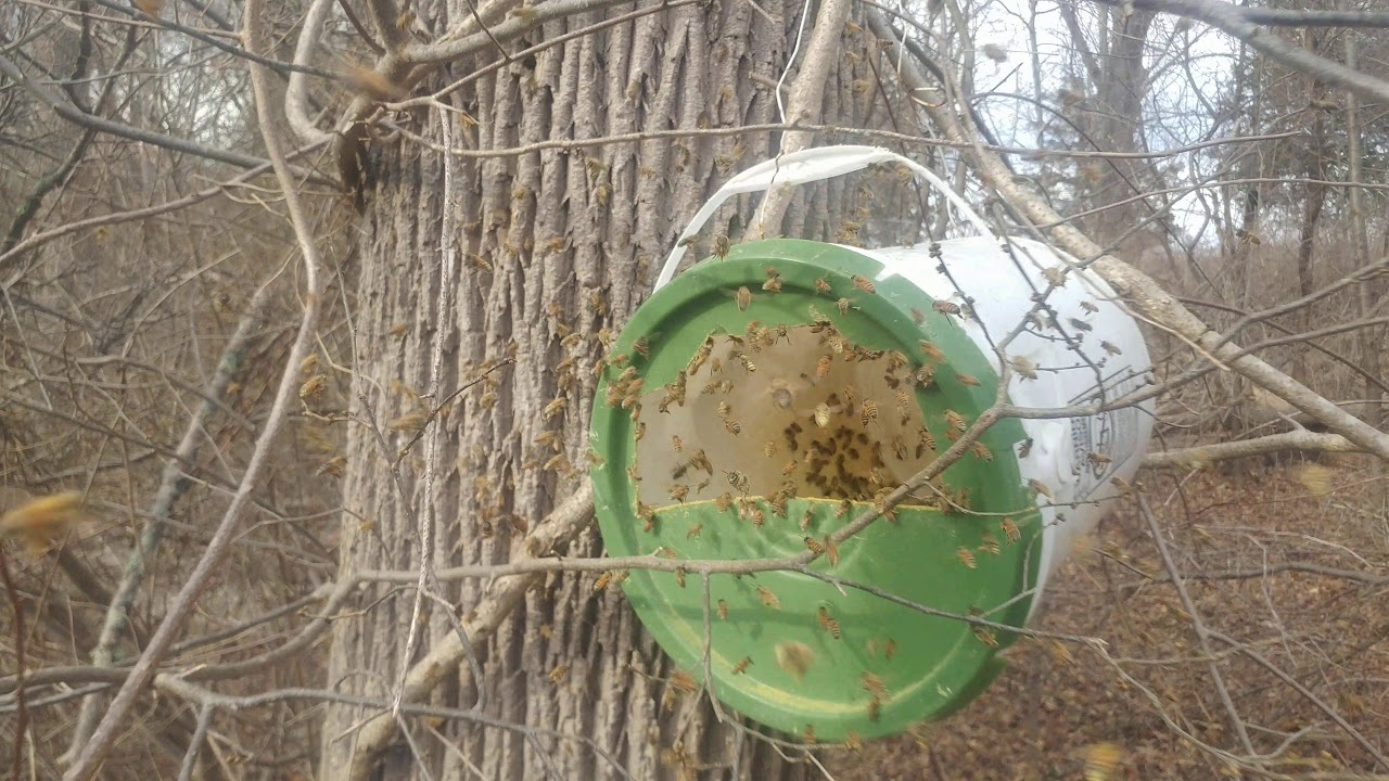 FEEDING BEES DRY POLLEN SUBSTITUTE