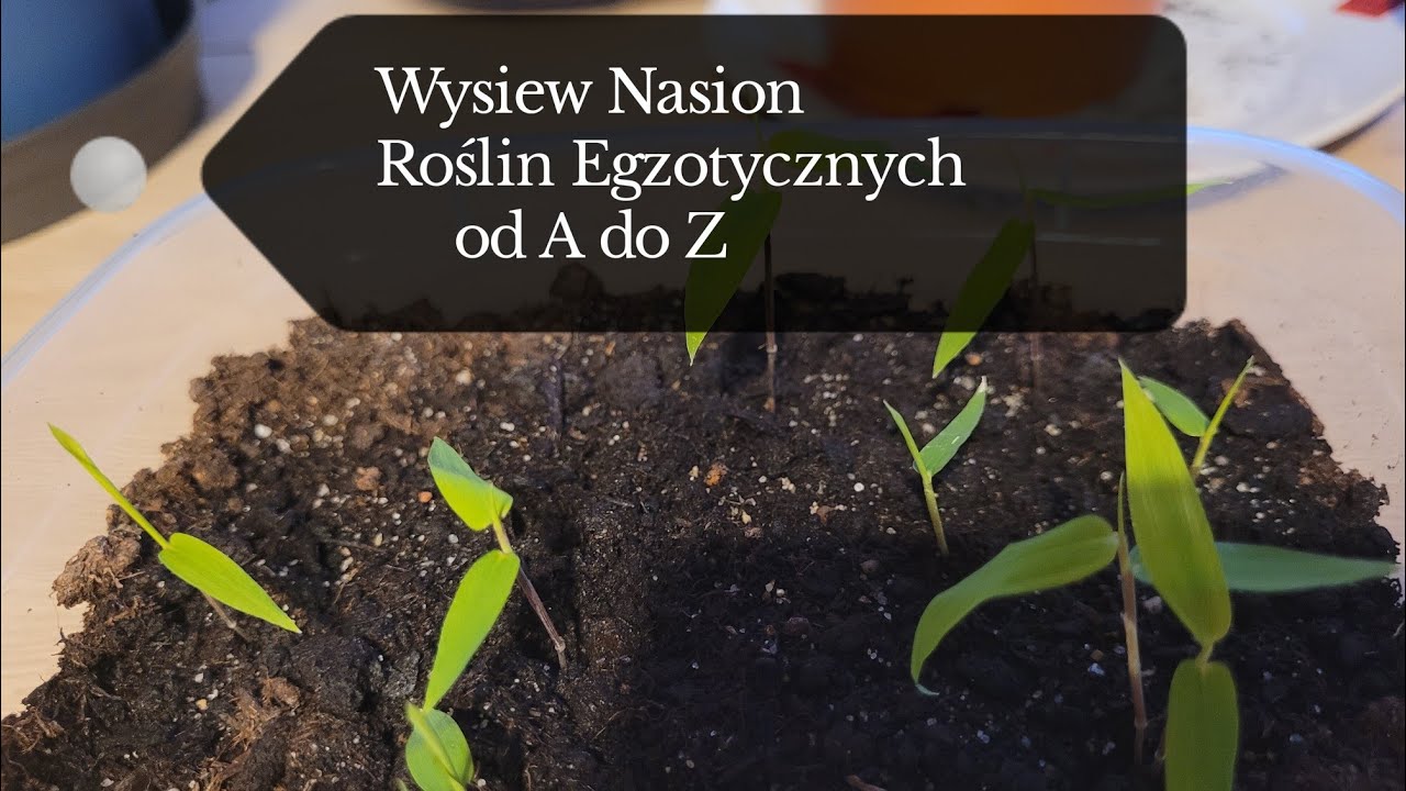 Wysiew nasion od A do Z (banany,bambusy, kordyliny) #banany#bamboo#rośliny# 25