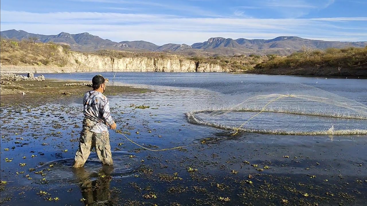 fenomenal pesca de tilapias de 4 kilos
