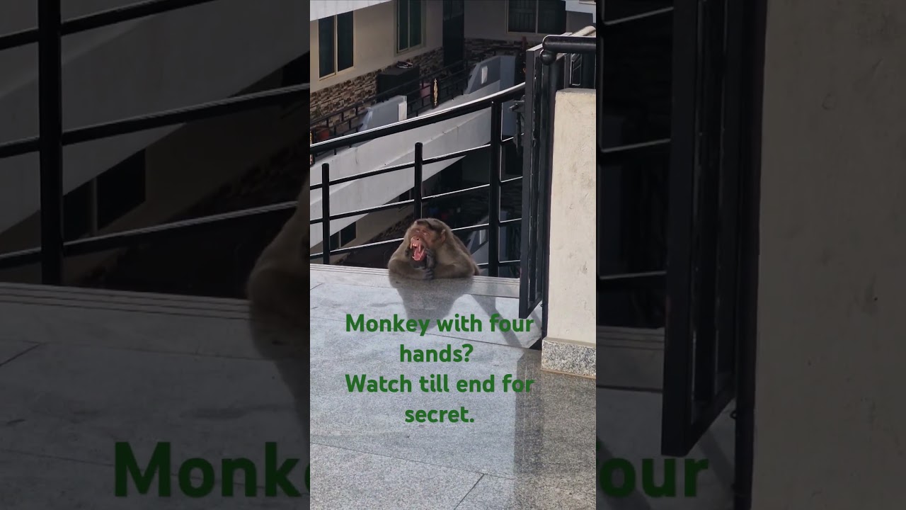 Bonnet Macaque Monkey Strikes Yoga Poses & Yawns Like a Pro! #BonnetMacaque #YogaMonkey #AnimalYoga