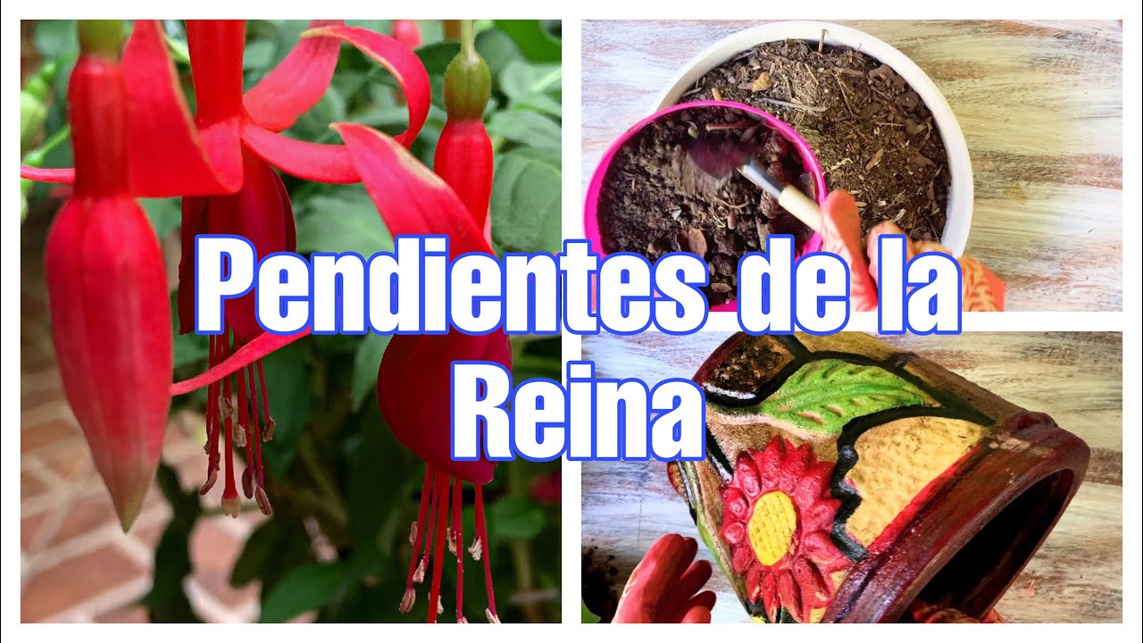 Pendientes de la reina, Fuchsia o Aretes 🌺 /transplante fácil 2019 + esquejes