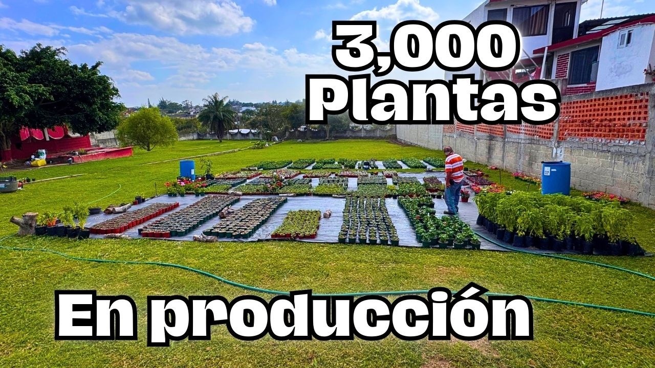 Así se están produciendo 3,000 plantas de flores diferentes en mi proyecto de agroempresario