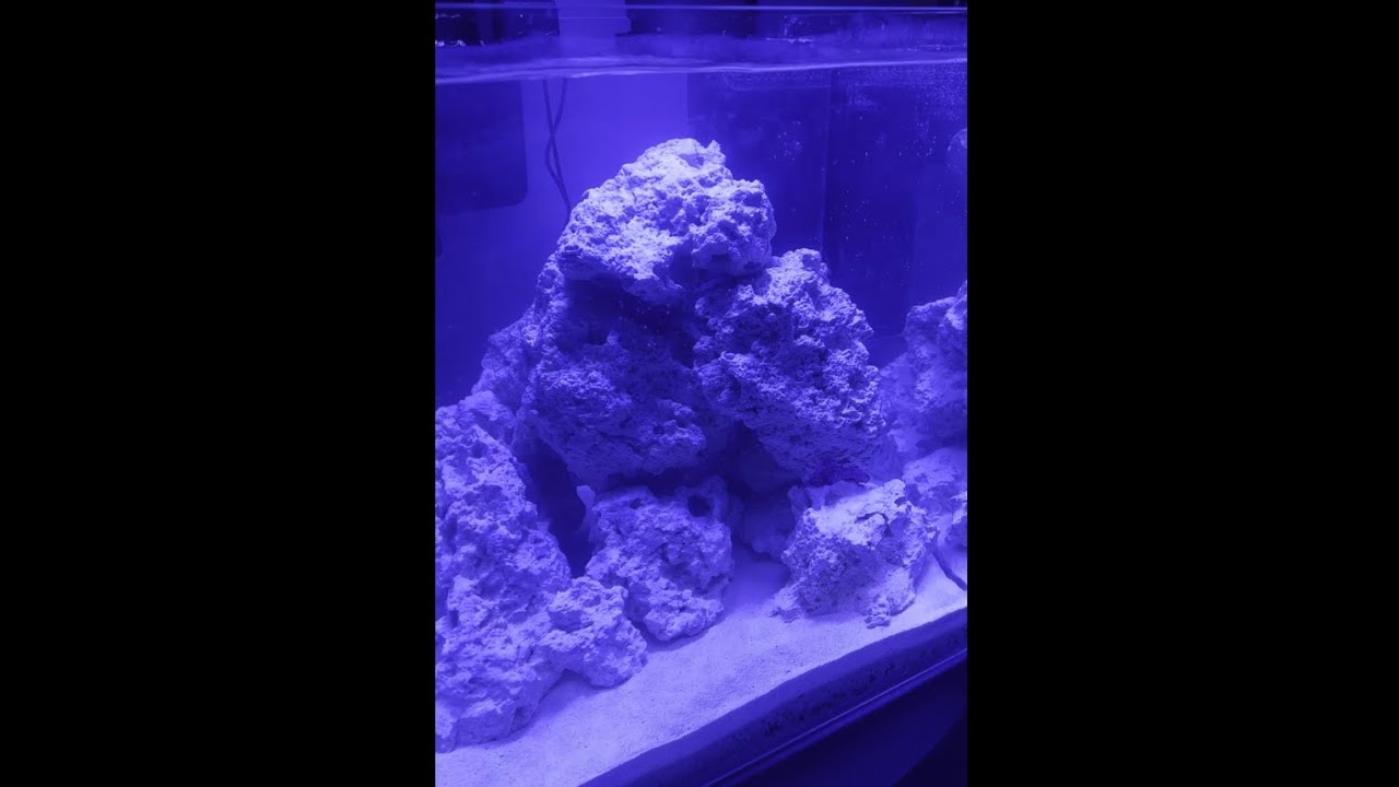Il mio primo Nano Reef - Allestimento e Start