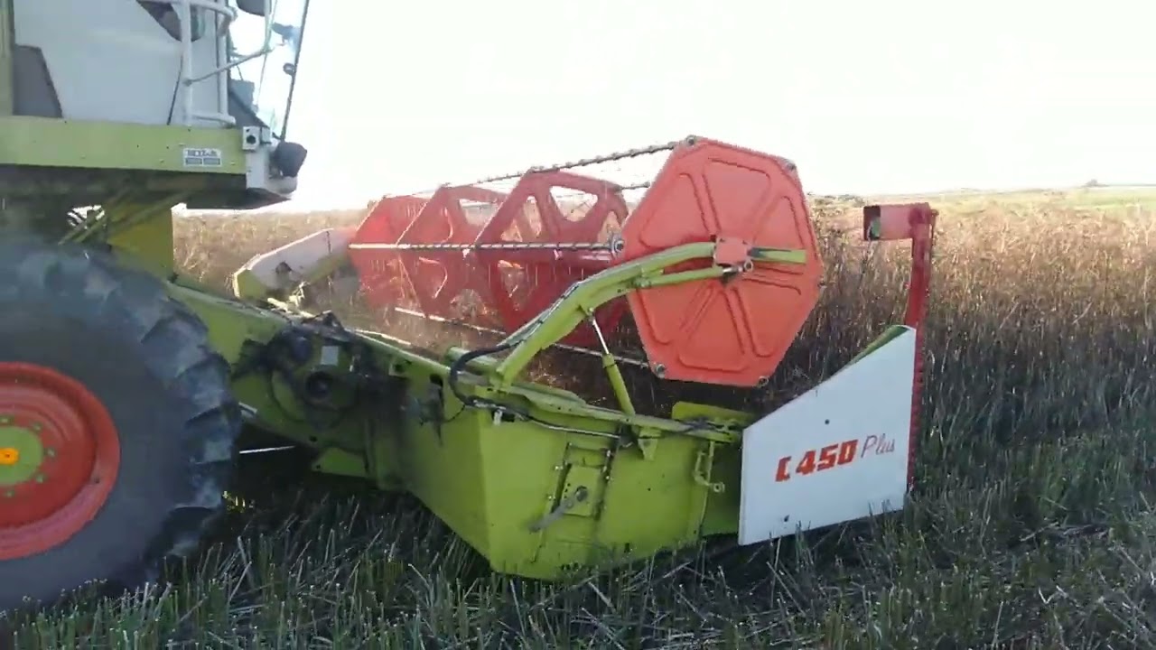 Żniwa kopru włoskiego 2020
