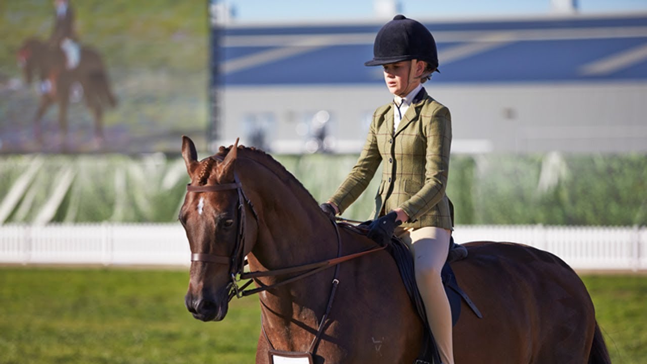 Champions Large Saddle Pony, Small Saddle Pony, Show Hunter Small Pony, Large Show Hunter Pony