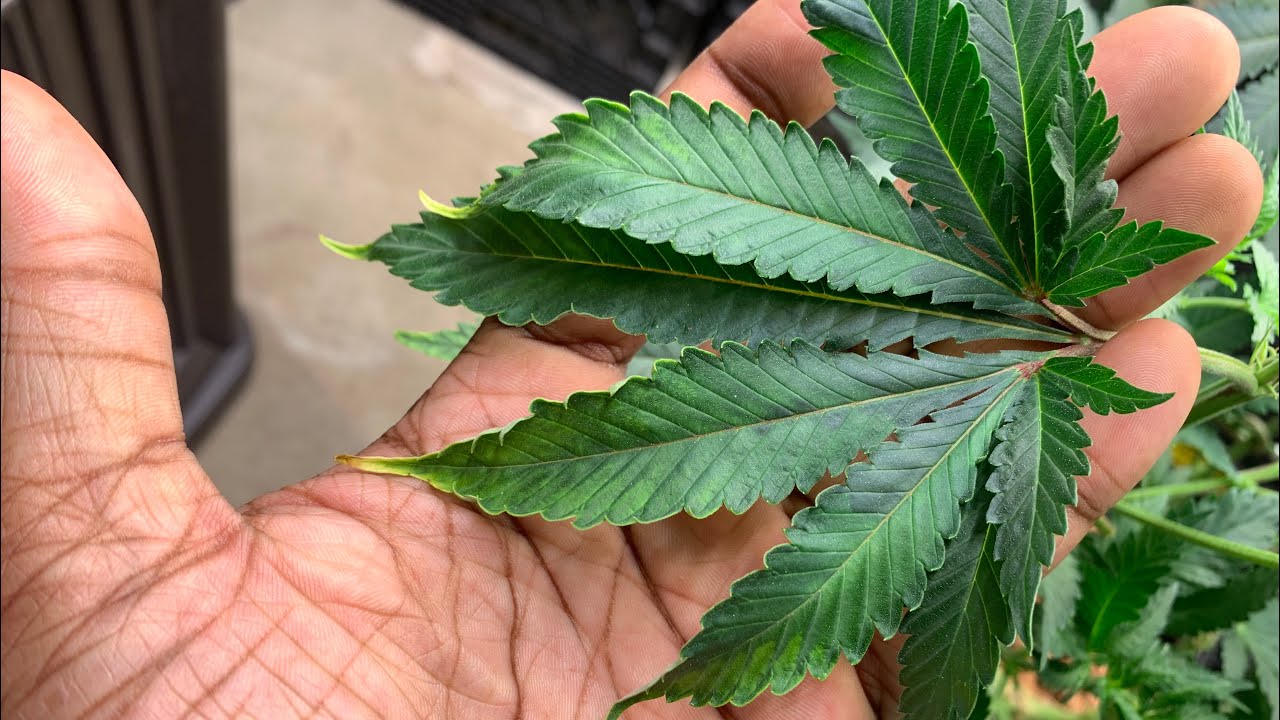 11 finger fan leaves?