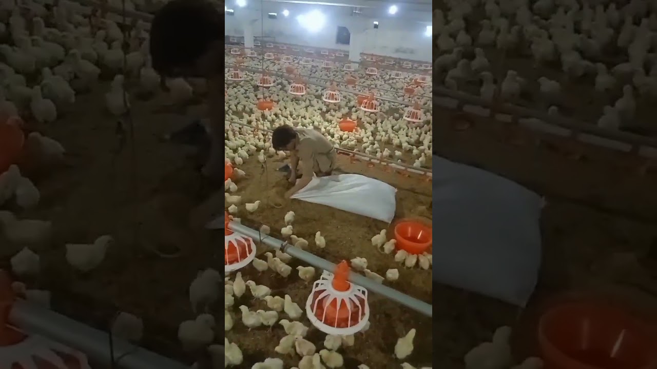 Broiler Bird day 6 with Dr. Zulqarnain Haider