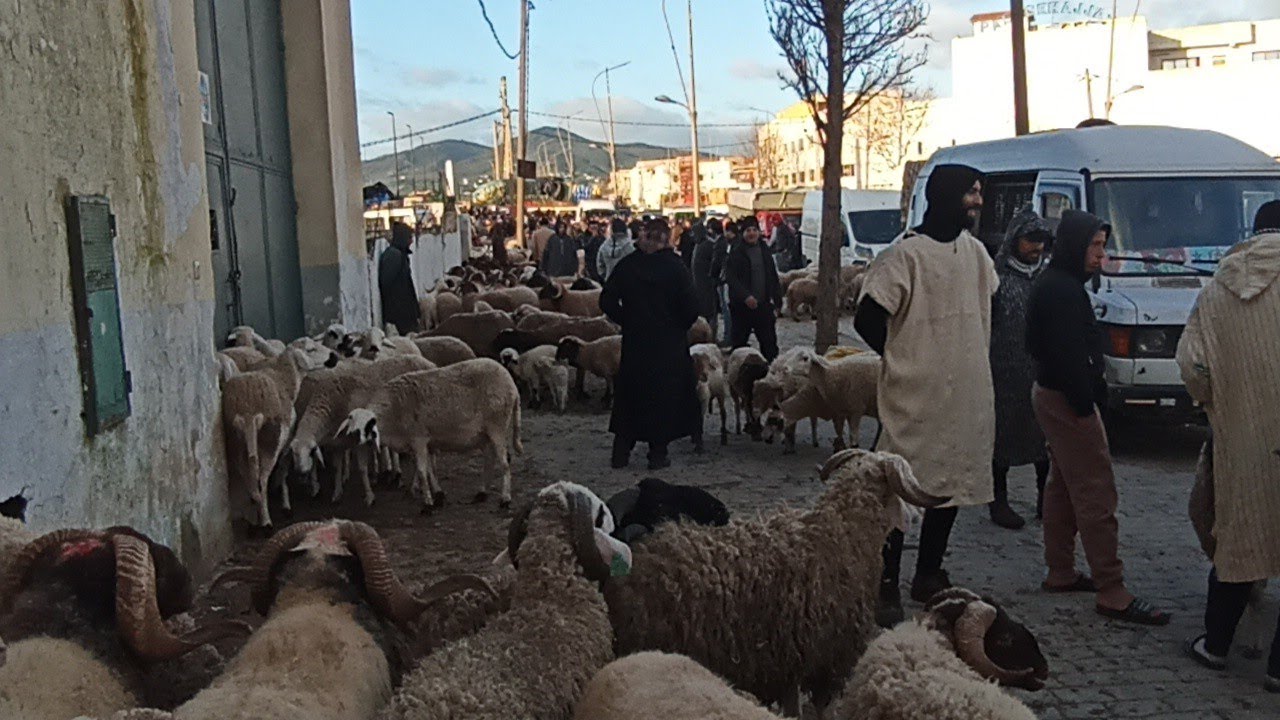 الحولي بسوق الاحد تطوان 🐏🐑||15/02/2026||0667128425🔥🇲🇦❤️