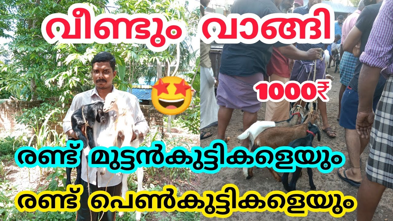 28ആം മൈൽ ആട്ചന്ത ആടിനെ വാങ്ങാൻ ആളില്ല വിലകുറഞ്ഞു #goatmarketkerala #anwarvlog #goatvedio #goat